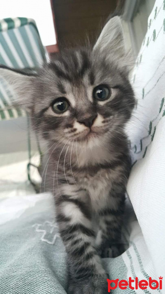 Tekir Kedi, Kedi  Nane fotoğrafı