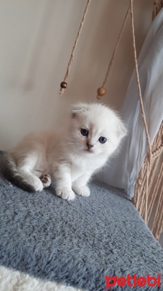 British Shorthair, Kedi  Pamuk fotoğrafı