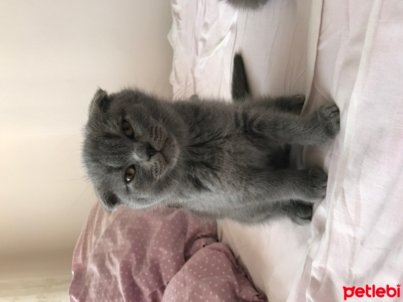 British Shorthair, Kedi  Tombik fotoğrafı