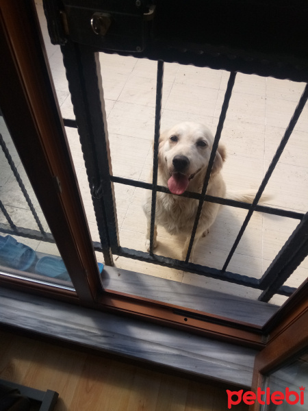 Golden Retriever, Köpek  Alyy fotoğrafı