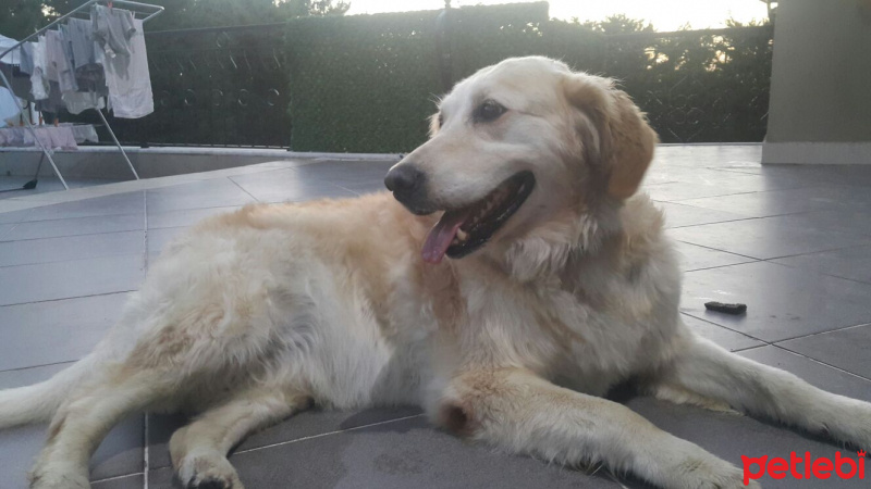 Golden Retriever, Köpek  Alyy fotoğrafı