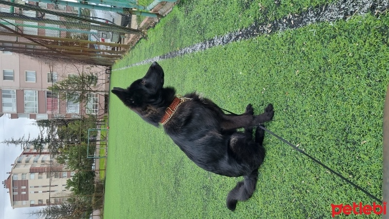 Alman Çoban Köpeği, Köpek  Sasha fotoğrafı