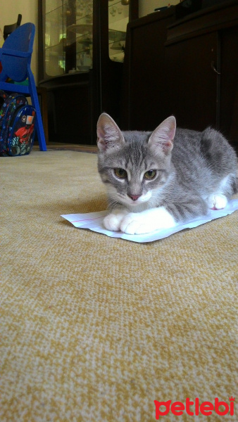 Tekir Kedi, Kedi  MİNNOŞ fotoğrafı