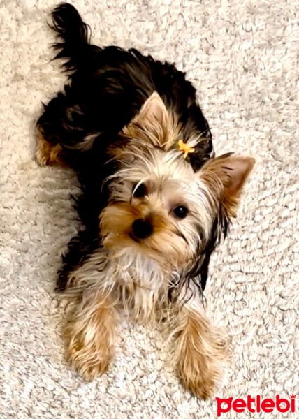 Yorkshire Terrier, Köpek  Chivas fotoğrafı