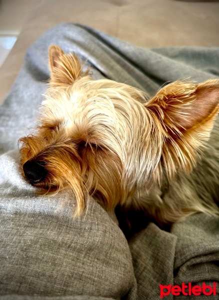Yorkshire Terrier, Köpek  Chivas fotoğrafı