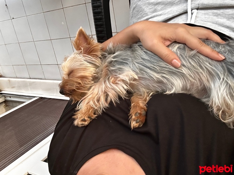 Yorkshire Terrier, Köpek  Chivas fotoğrafı