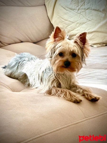 Yorkshire Terrier, Köpek  Chivas fotoğrafı