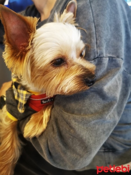 Yorkshire Terrier, Köpek  Chivas fotoğrafı