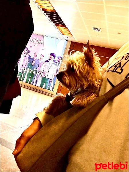 Yorkshire Terrier, Köpek  Chivas fotoğrafı