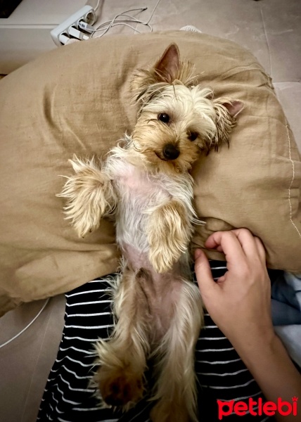 Yorkshire Terrier, Köpek  Chivas fotoğrafı