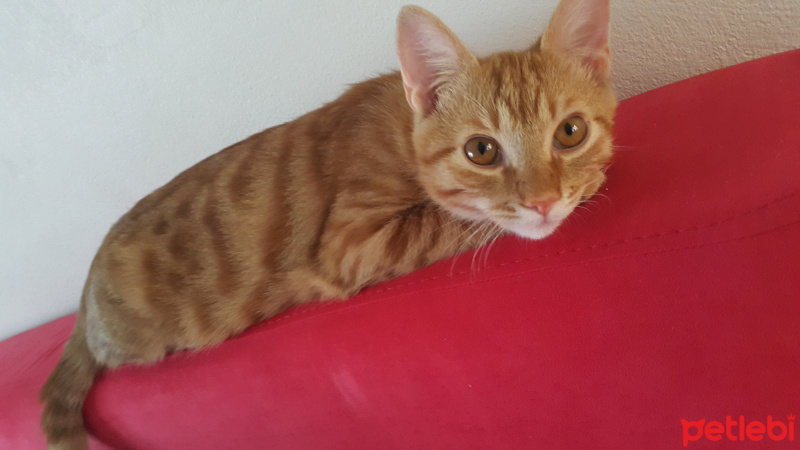 Tekir Kedi, Kedi  Minnak fotoğrafı