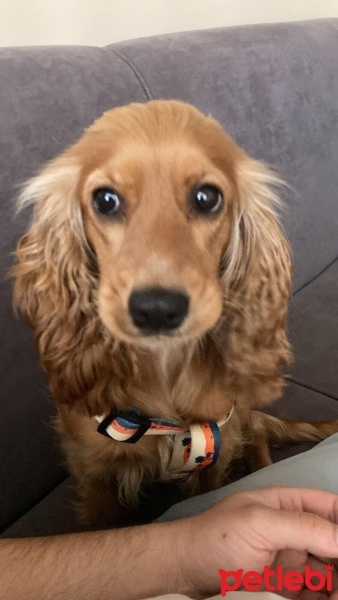 İngiliz Cocker Spaniel, Köpek  Çoço fotoğrafı