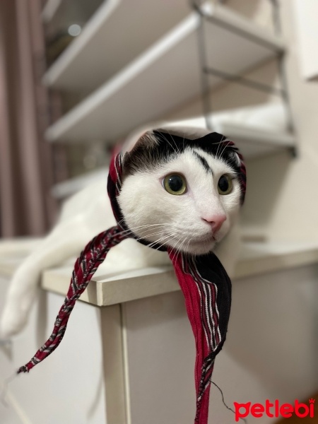 Tekir Kedi, Kedi  Yumurcak fotoğrafı