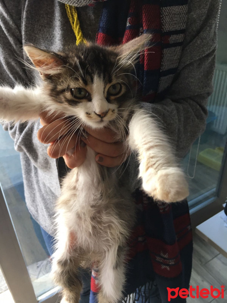Norwegian Forest, Kedi  YUMAK fotoğrafı