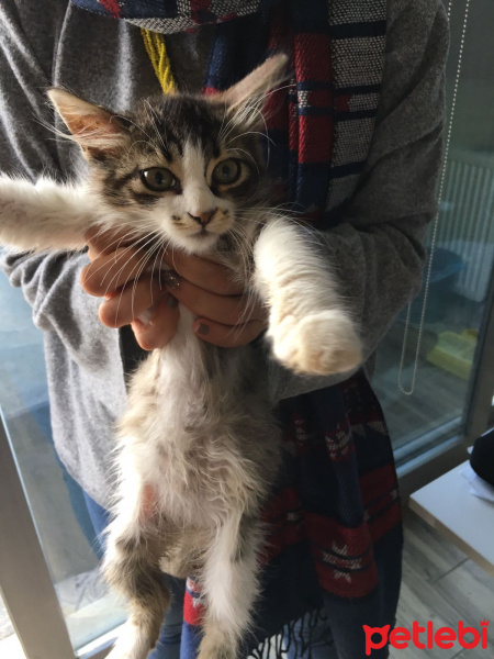 Norwegian Forest, Kedi  YUMAK fotoğrafı