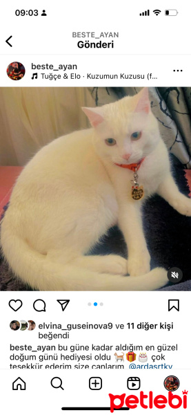 Ankara Kedisi, Kedi  Kuzu Pamuk fotoğrafı