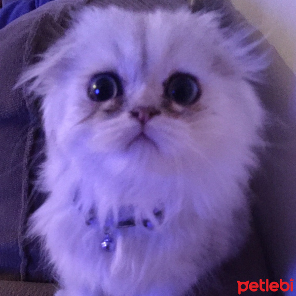 Scottish Fold, Kedi  Gizmo fotoğrafı