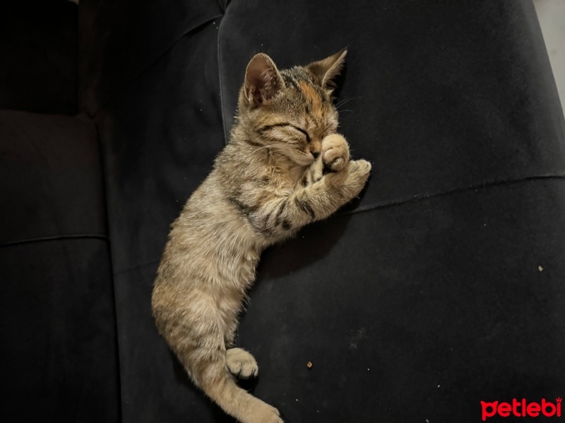 Tekir Kedi, Kedi  Loli fotoğrafı