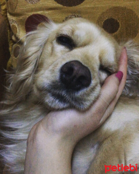 İngiliz Cocker Spaniel, Köpek  Bia fotoğrafı