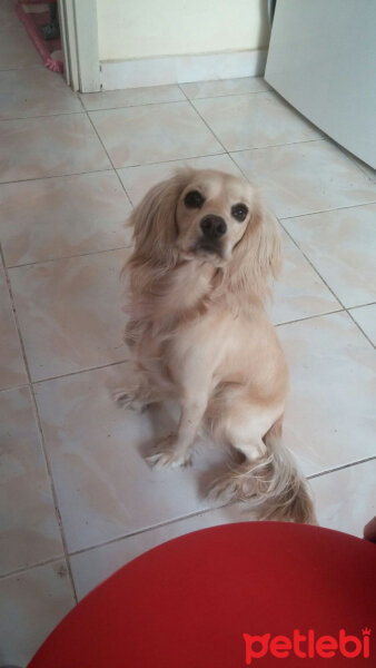 İngiliz Cocker Spaniel, Köpek  Bia fotoğrafı