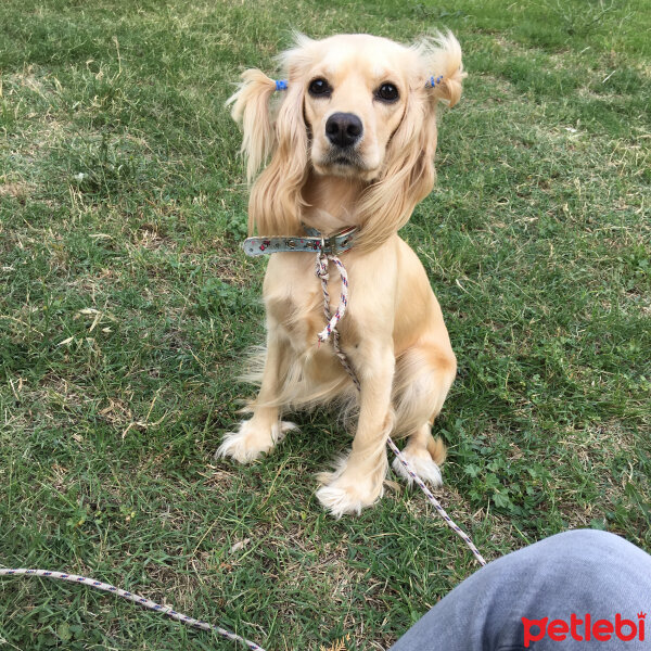 İngiliz Cocker Spaniel, Köpek  Bia fotoğrafı