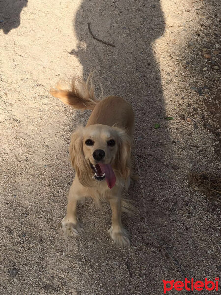 İngiliz Cocker Spaniel, Köpek  Bia fotoğrafı