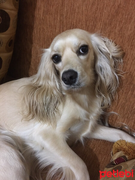 İngiliz Cocker Spaniel, Köpek  Bia fotoğrafı