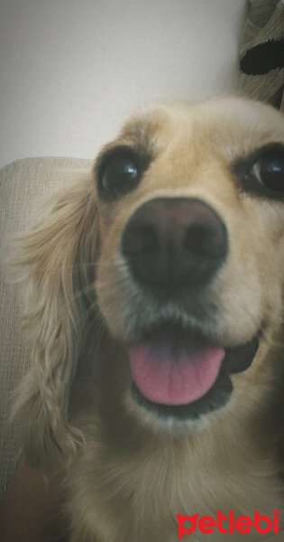 İngiliz Cocker Spaniel, Köpek  Bia fotoğrafı