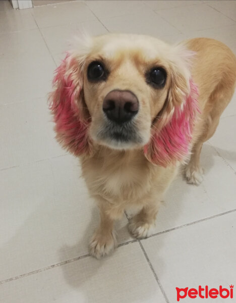 İngiliz Cocker Spaniel, Köpek  Bia fotoğrafı