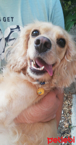 İngiliz Cocker Spaniel, Köpek  Bia fotoğrafı