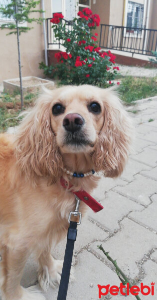 İngiliz Cocker Spaniel, Köpek  Bia fotoğrafı