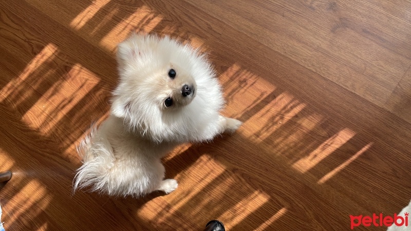 Pomeranyalı, Köpek  Hera fotoğrafı