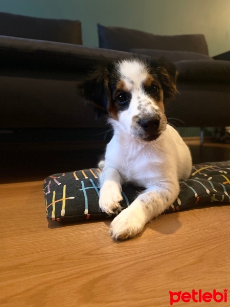 Jack Russell Terrier, Köpek  GASPİ fotoğrafı