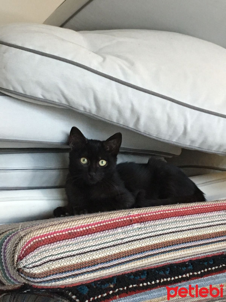 Bombay, Kedi  KAHVE fotoğrafı