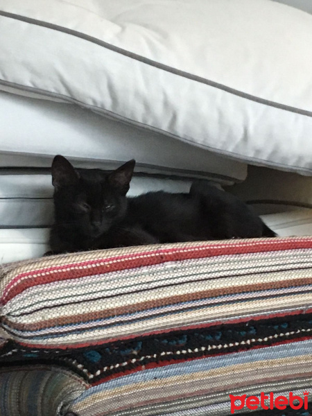 Bombay, Kedi  KAHVE fotoğrafı