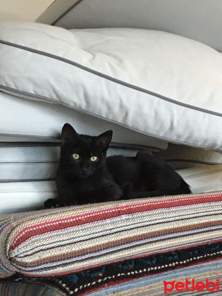 Bombay, Kedi  KAHVE fotoğrafı