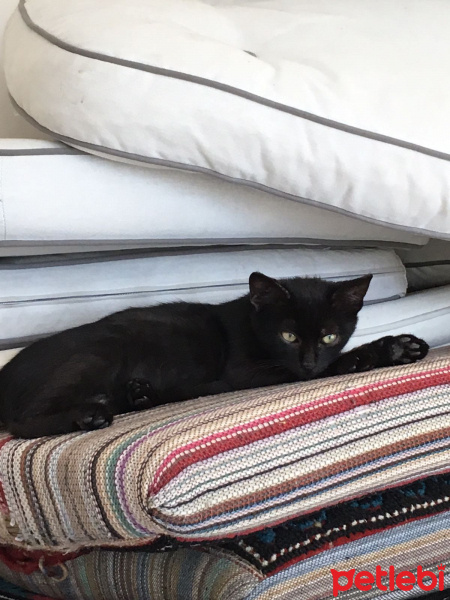 Bombay, Kedi  KAHVE fotoğrafı