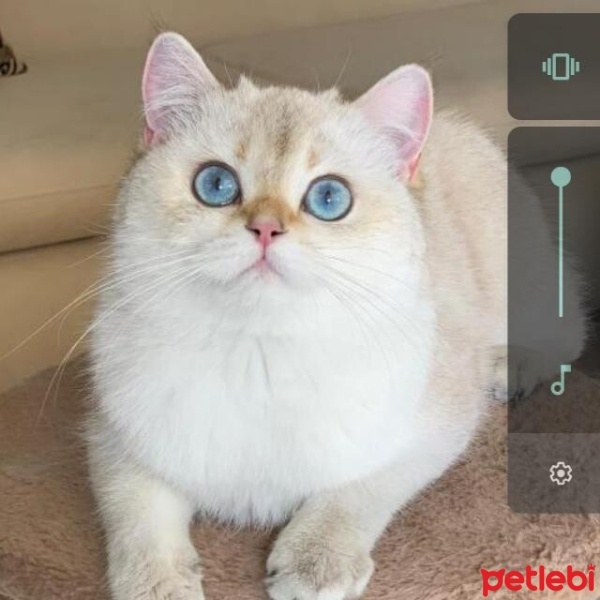 Scottish Fold, Kedi  ISABEL CASPER fotoğrafı