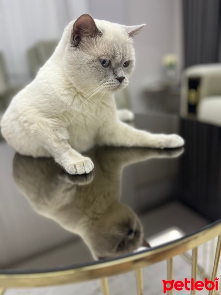 British Shorthair, Kedi  Eros fotoğrafı
