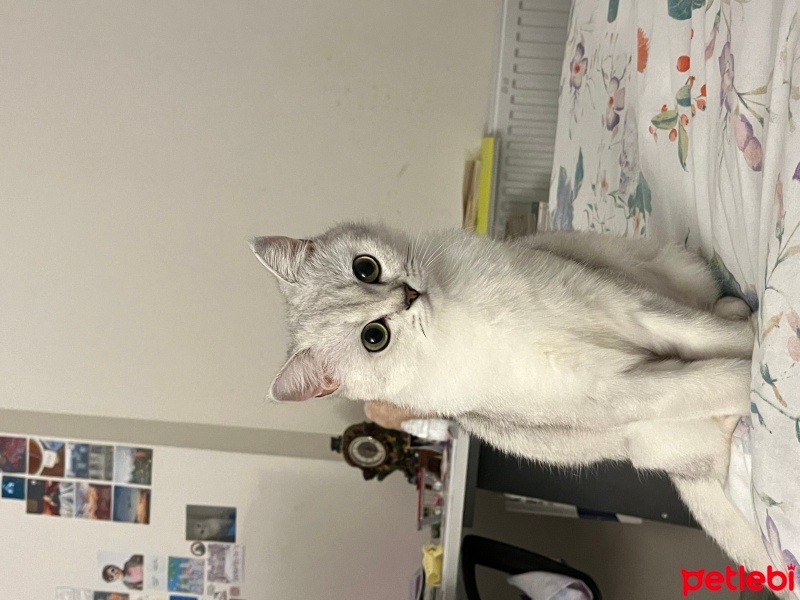 British Shorthair, Kedi  Luna fotoğrafı