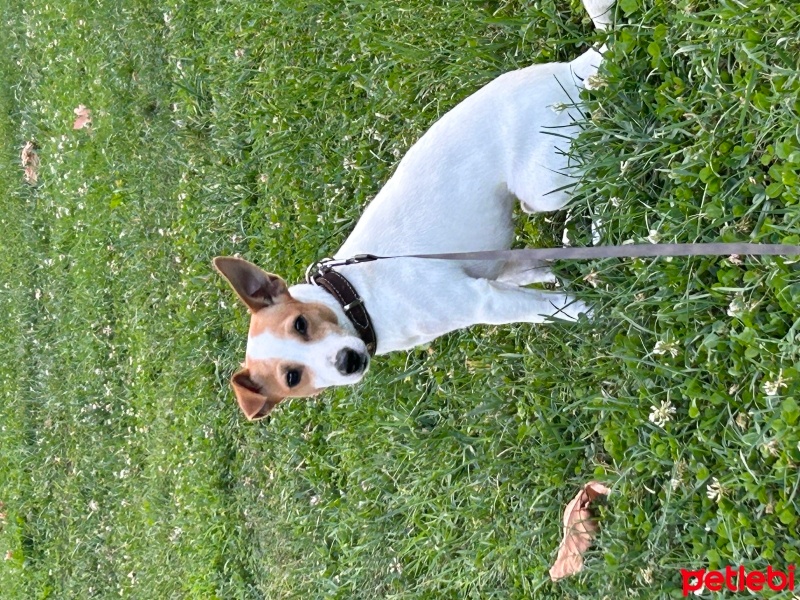 Jack Russell Terrier, Köpek  Asil fotoğrafı