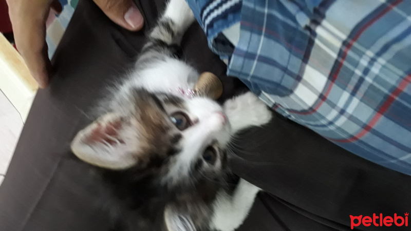 Ankara Kedisi, Kedi  Şeker naz fotoğrafı