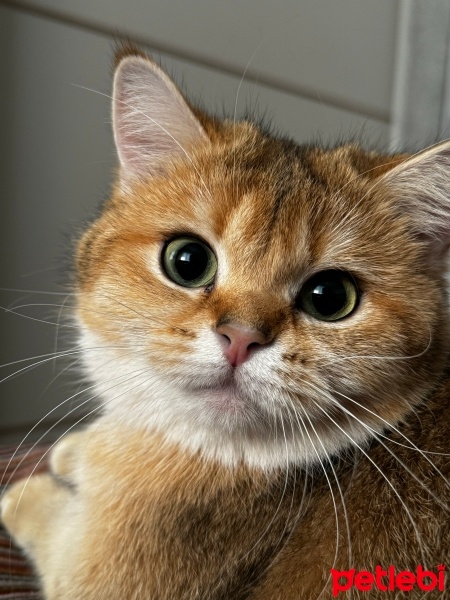 Scottish Fold, Kedi  CANAN fotoğrafı