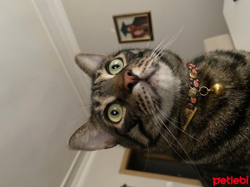 Tekir Kedi, Kedi  Dobby fotoğrafı
