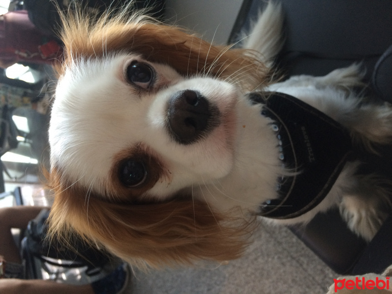 Cavalier King Charles Spanieli, Köpek  Jesse fotoğrafı
