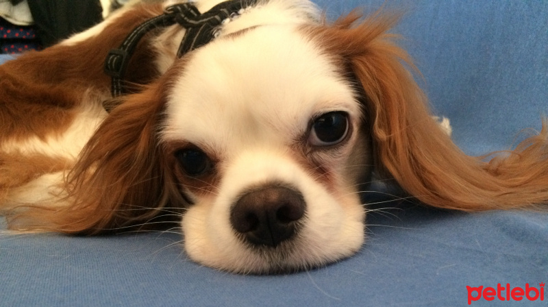 Cavalier King Charles Spanieli, Köpek  Jesse fotoğrafı