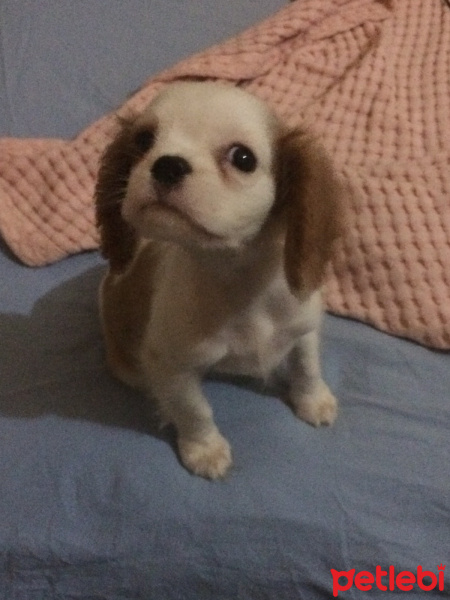 Cavalier King Charles Spanieli, Köpek  Jesse fotoğrafı