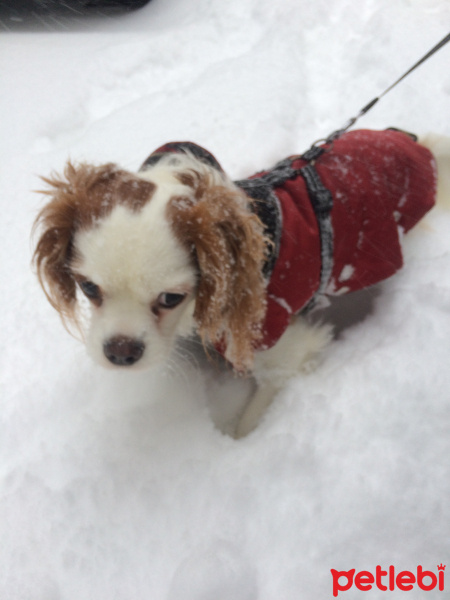 Cavalier King Charles Spanieli, Köpek  Jesse fotoğrafı