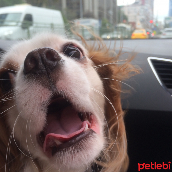 Cavalier King Charles Spanieli, Köpek  Jesse fotoğrafı