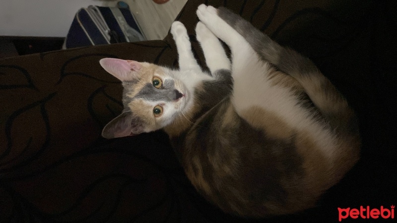 Tekir Kedi, Kedi  Mia fotoğrafı